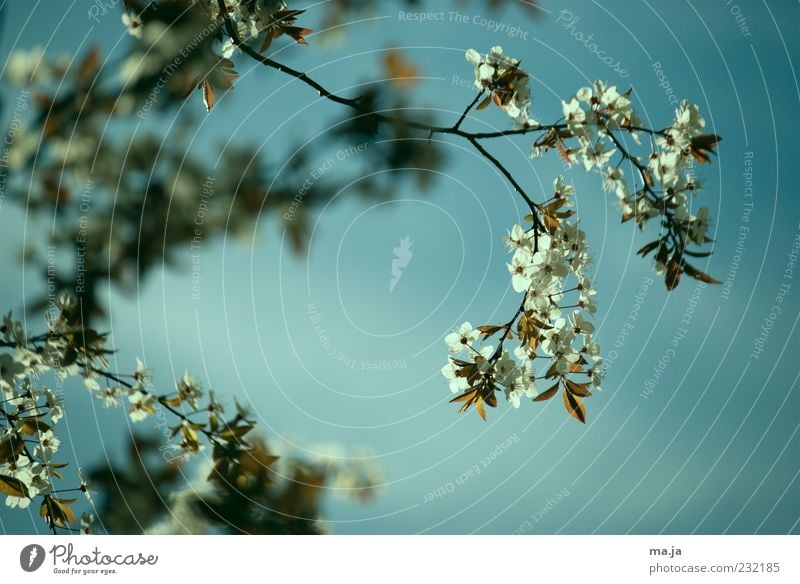 wärmster Apriltag seit 1879 Natur Pflanze Himmel Frühling Kirschbaum Zweige u. Äste Blüte blau braun grün weiß Farbfoto Außenaufnahme Menschenleer