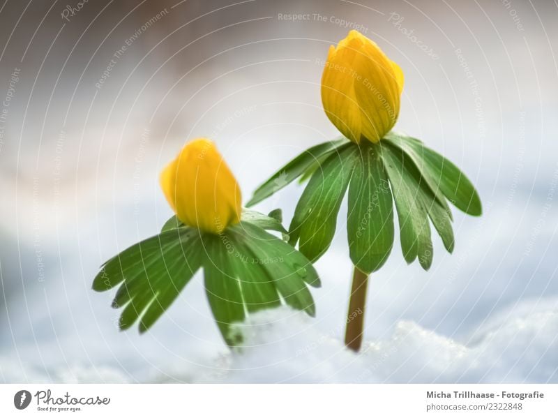 Kleine gelbe Blumen im Schnee Umwelt Natur Pflanze Sonne Sonnenlicht Frühling Winter Schönes Wetter Eis Frost Blatt Blüte Wildpflanze Winterlinge Frühblüher