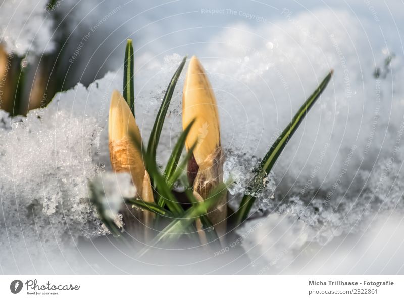 Krokusse zwischen Schnee und Eis Umwelt Natur Pflanze Sonne Sonnenlicht Frühling Schönes Wetter Frost Blume Blatt Blüte Frühblüher Blühend leuchten Wachstum
