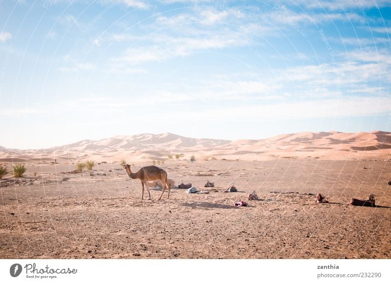 Sahara Umwelt Natur Landschaft Erde Sand Himmel Wolken Horizont Herbst Klima Schönes Wetter Wüste Tier Kamel 1 Abenteuer Einsamkeit Ferien & Urlaub & Reisen