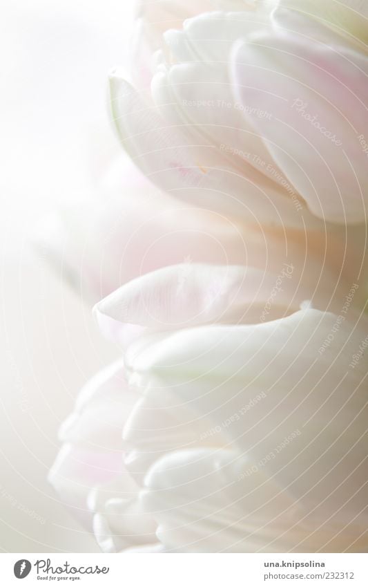 blassrosa Dekoration & Verzierung Natur Pflanze Frühling Blume Tulpe Blüte Blühend Duft hell weich weiß zart Reinheit Textfreiraum Hintergrundbild Blütenblatt