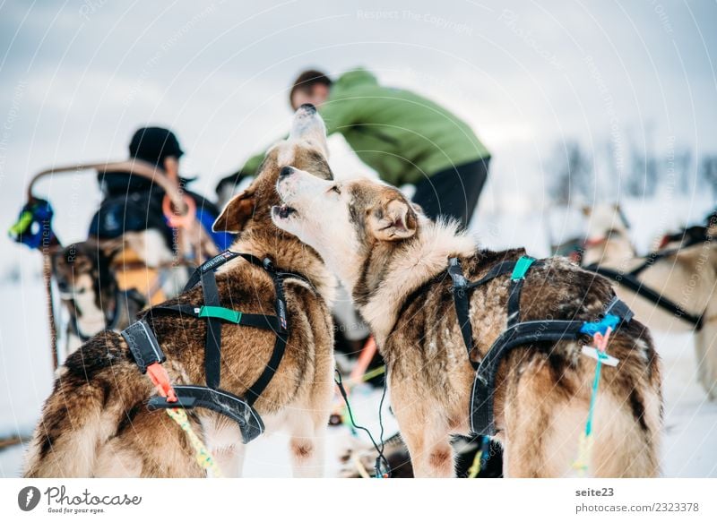 Heulende Huskys vor der Schlittenfahrt in Tromsö, Norwegen Rodeln Schnee Aktion Abenteuer Sport weiß Winter kalt Hund rennen ziehen weinen Landschaft