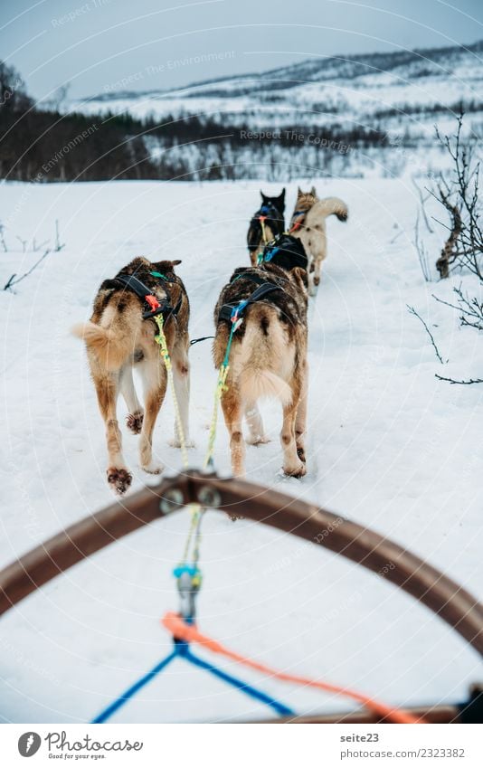 Schlittenfahrt mit Huskys in Tromsö, Norwegen Rodeln Schnee Aktion Abenteuer Sport weiß Winter kalt Hund rennen ziehen weinen Landschaft Geschwindigkeit Rudel