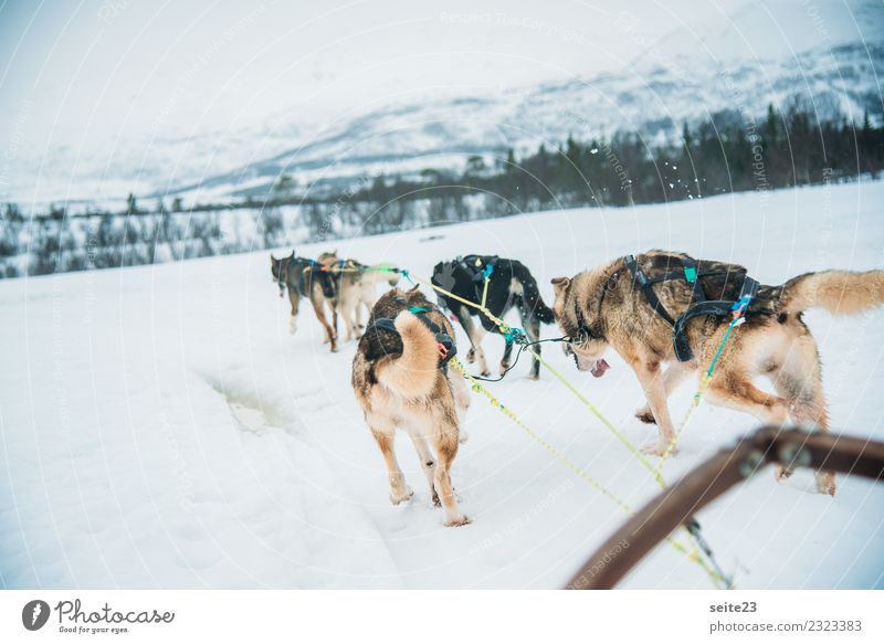 Schlittenfahrt mit Huskys in Tromsö, Norwegen Rodeln Schnee Aktion Abenteuer Sport weiß Winter kalt Hund rennen ziehen weinen Landschaft Geschwindigkeit Rudel