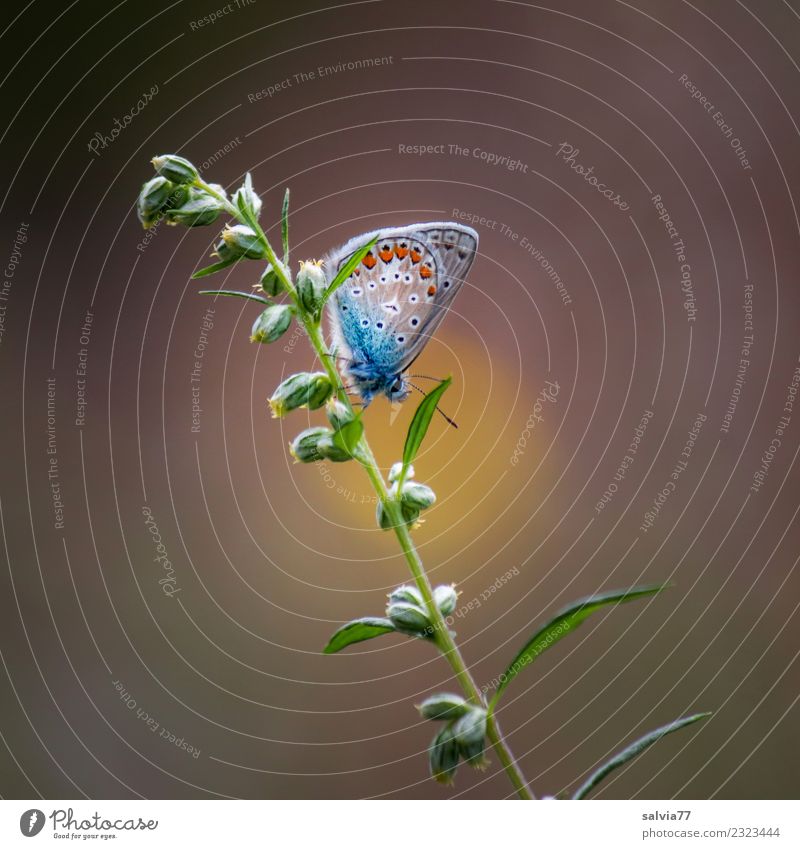 Ruheplatz harmonisch Erholung ruhig Meditation Natur Sommer Pflanze Gras Blüte Heilpflanzen Beifuß Tier Schmetterling Bläulinge 1 warten klein natürlich oben