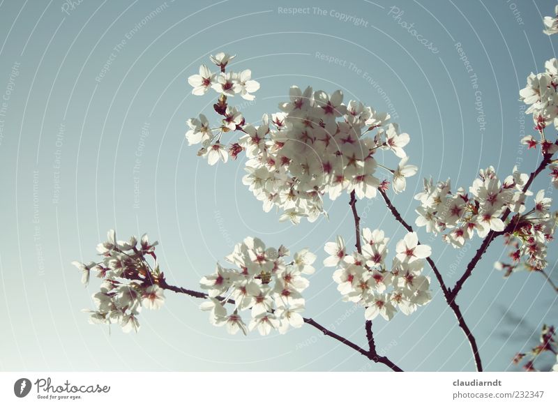 blütenweiß Natur Pflanze Wolkenloser Himmel Frühling Schönes Wetter Blüte Kirschblüten Blühend Kirschbaum zart durchleuchtet Pastellton filigran Zweige u. Äste