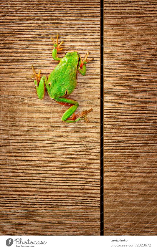 süßer grüner Baumfrosch klettert auf Holz Haus Möbel Klettern Bergsteigen Umwelt Natur Tier klein lustig natürlich niedlich wild Farbe Hyla Arborea Frosch