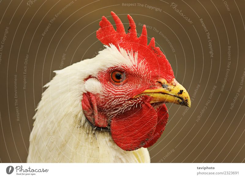 Porträt einer weißen Henne auf unscharfem Hintergrund Fleisch Ernährung schön Gesicht Frau Erwachsene Natur Tier Vogel stehen dreckig natürlich wild rot Farbe