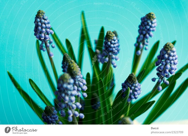 Muscari Pflanze Blume Blatt Blüte schön blau grün türkis Natur Traubenhyazinthe Frühling Frühblüher zart Dekoration & Verzierung Farbfoto Innenaufnahme