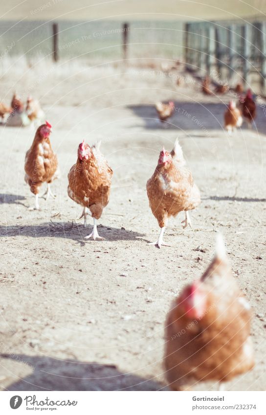 Hennenrennen Tier Nutztier Vogel Tiergruppe Neugier Haushuhn Hühnervögel Freilandhaltung Biologische Landwirtschaft Landleben Bauernhof kommend Farbfoto