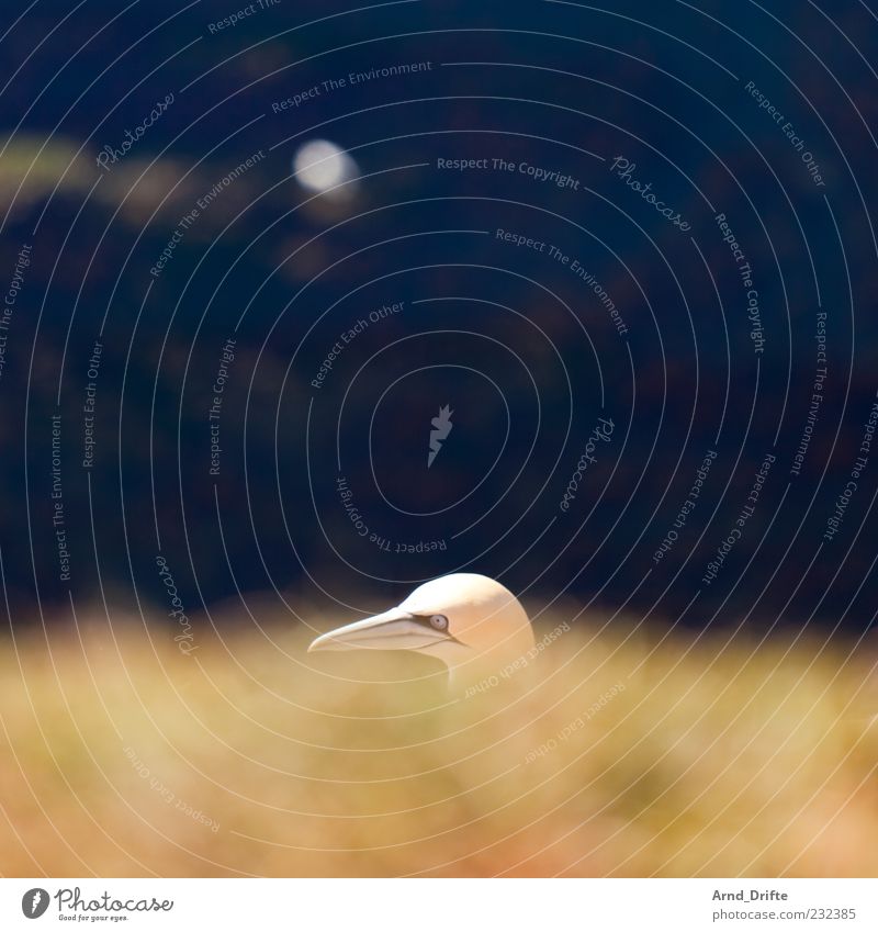 Basstölpel Tier Wildtier Vogel 1 Blick Kopf Farbfoto Außenaufnahme Menschenleer Textfreiraum oben Tag Sonnenlicht Schwache Tiefenschärfe Zentralperspektive