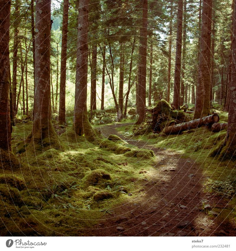 Rotkäppchens Arbeitsweg Wald Wege & Pfade schön grün Idylle Schottland Moos Nadelwald Farbfoto Außenaufnahme Menschenleer Sonnenlicht Baumstamm fantastisch