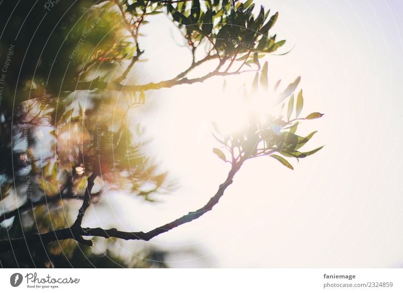 soleil provençal Umwelt Natur Schönes Wetter heiß Sonne Provence Zweig mediterran Gegenlicht Schwache Tiefenschärfe grün Wärme Baum Calanques Callelongue