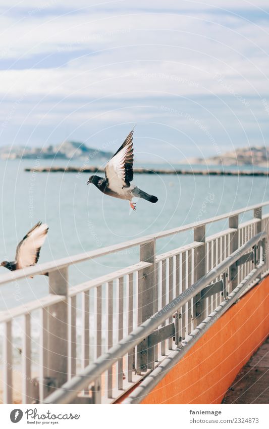 Taube im Abflug Tier Vogel 2 fliegen Flugzeugstart Marseille Iles du Frioul Zaun Hafenstadt Meer Flügel spreizen elegant Frieden Stadt Stadtleben