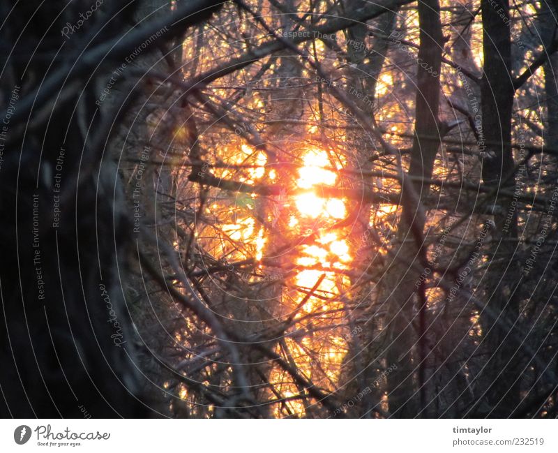 Sonne im Wald Natur Sonnenlicht Schönes Wetter Baum wild Farbfoto Außenaufnahme Menschenleer Gegenlicht Ast Zweig