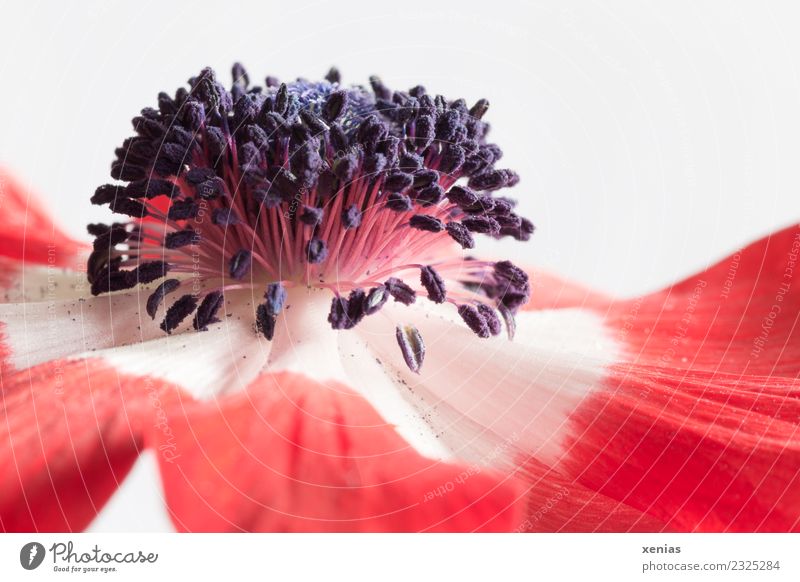 Makroaufnahme einer Anemone in Rot und Weiß Anemonen Blume Blüte rot schwarz weiß Fruchtknoten Hahnenfußgewächse Blütenblatt Staubfäden Studioaufnahme