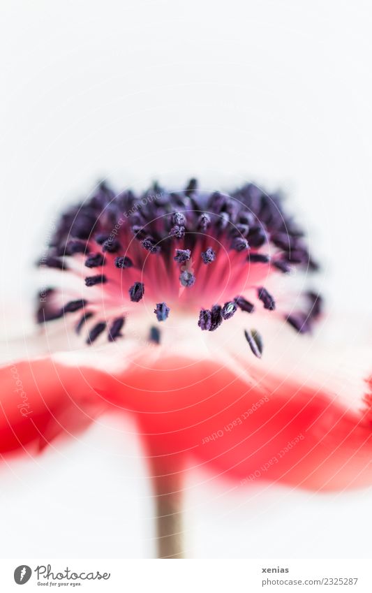 Makroaufnahme Rote Anemone mit offener Blende vor weißem Hintergrund Anemonen Frühling Herbst Blume Blüte Blühend weich rot schwarz Blütenblatt Staubfäden