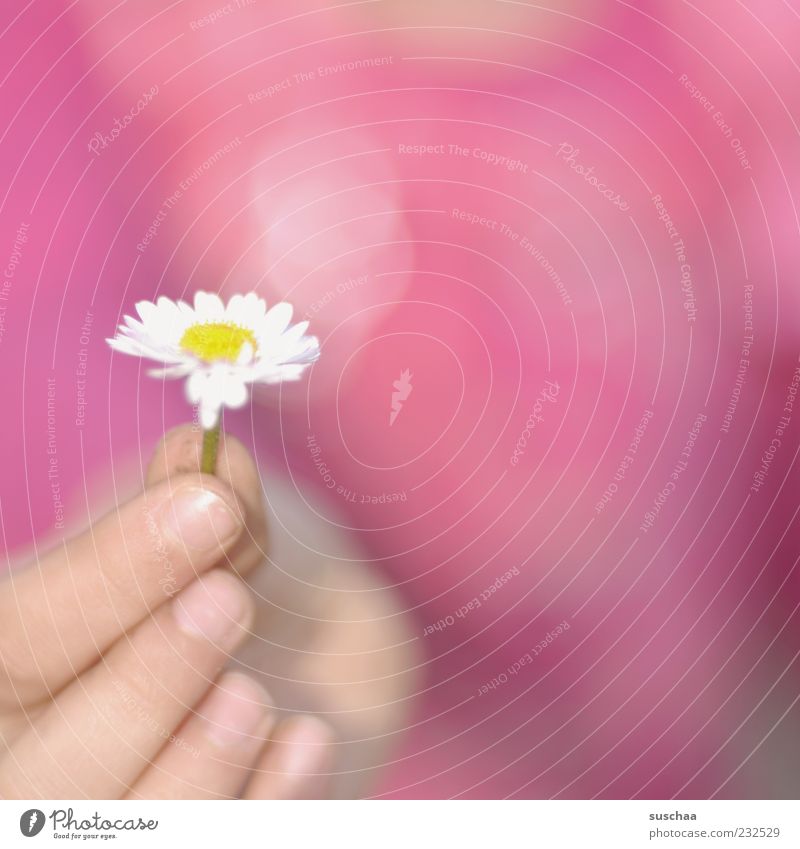 für euch ... Frühling Schönes Wetter Blume Blüte Blühend rosa Gänseblümchen Hand Finger stoppen schenken Außenaufnahme Nahaufnahme Textfreiraum rechts Unschärfe