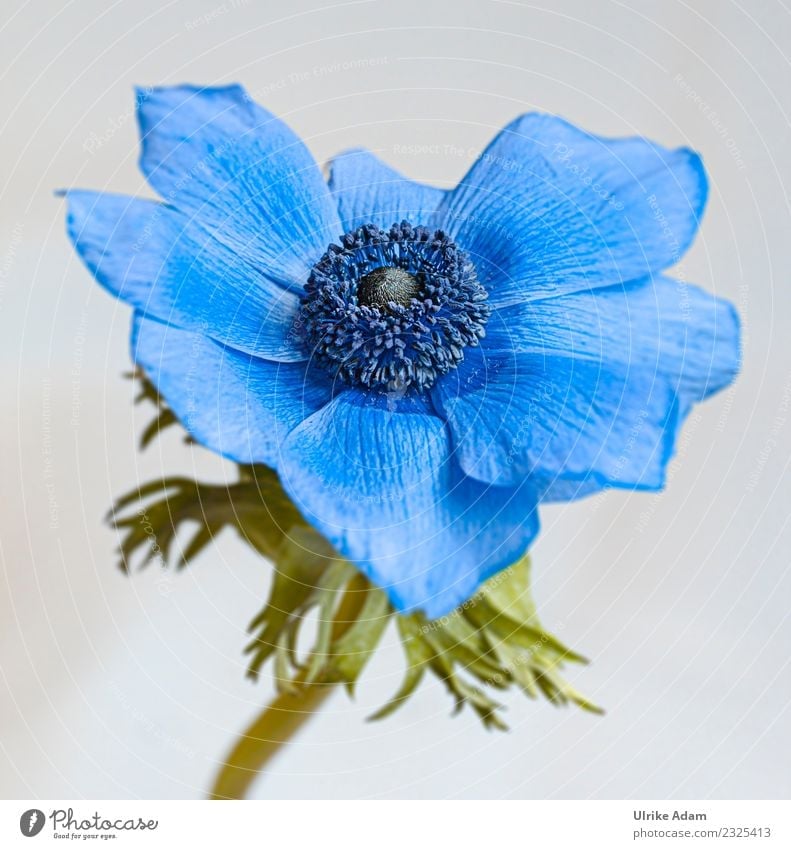 Blaue Kronen-Anemone (Anemone coronaria) elegant Stil harmonisch Wohlgefühl Zufriedenheit Erholung ruhig Meditation Dekoration & Verzierung Tapete Bild