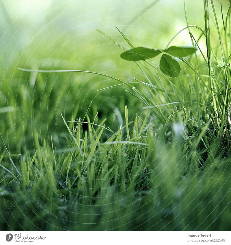 Klee Glück Leben harmonisch Wohlgefühl Zufriedenheit Erholung Umwelt Natur Pflanze Erde Frühling Sommer Gras Blatt Grünpflanze Wildpflanze Kleeblatt Garten