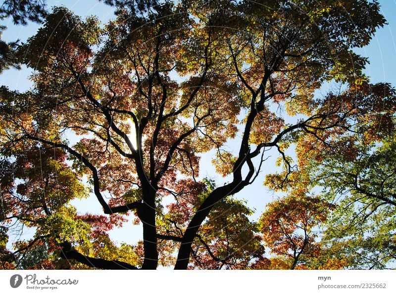 Kanadischer Herbst III Umwelt Natur Pflanze Sonne Sonnenlicht Baum Blatt Grünpflanze Park Wald Urwald Holz verblüht ästhetisch Vergänglichkeit mehrfarbig