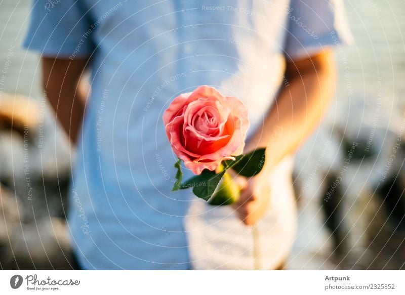 Junger Mann, der eine Rose anbietet. rosa Blatt Hemd Nahaufnahme Valentinstag Liebe Romantik Paar Hand Arme Schwache Tiefenschärfe Blume rot