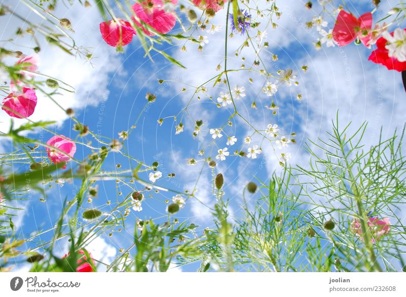 Erhebt euch hoch. Leben Wohlgefühl Sinnesorgane Duft Freiheit Sommer Sonne Natur Pflanze Himmel Wolken Sonnenlicht Frühling Schönes Wetter Wärme Blume Gras