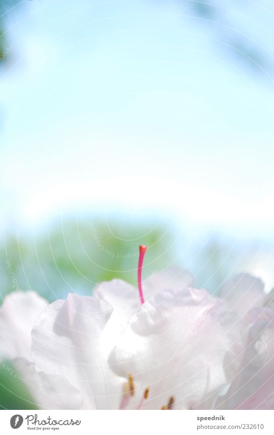 Mädchendings Umwelt Natur Pflanze Himmel Frühling Schönes Wetter Blume Blüte exotisch frisch klein blau rosa rot weiß Duft Kitsch Leichtigkeit Farbfoto