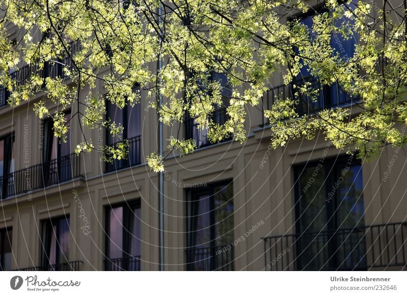 Frühling in der Stadt Natur Pflanze Schönes Wetter Baum Blatt Ast Haus Platz Bauwerk Gebäude Architektur Fassade Balkon Fenster Blühend Wachstum hell schön grün