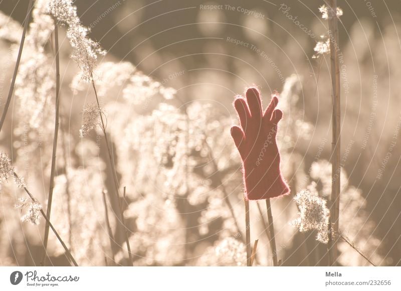 Hands up Umwelt Pflanze Sonnenlicht Gräserblüte Handschuhe Vergänglichkeit verlieren vergessen verloren Fundstück Farbfoto Außenaufnahme Menschenleer Tag Abend