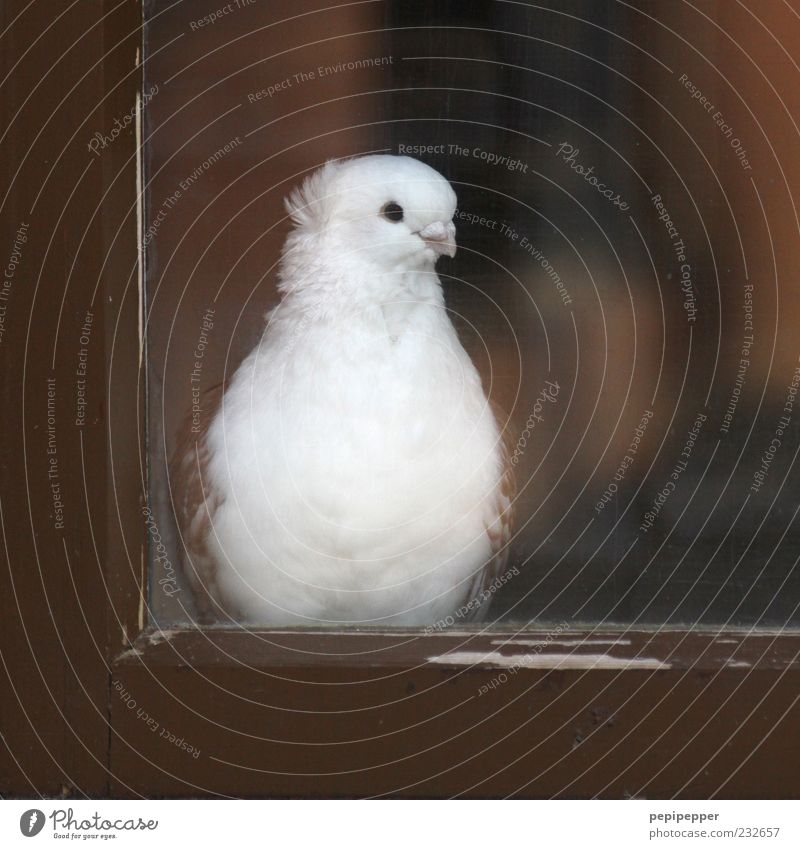 auf die liebste warten Fenster Tier Nutztier Vogel Taube 1 Holz Glas beobachten schön braun weiß Zufriedenheit geduldig Farbfoto Nahaufnahme Menschenleer Tag