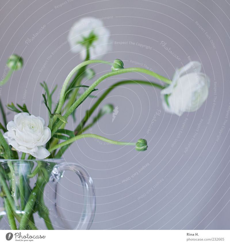 Weiße Ranunkeln Frühling Blume Blüte Dekoration & Verzierung Blühend frisch hell positiv grün weiß Frühlingsgefühle Vase Glasvase Blumenstrauß Innenaufnahme