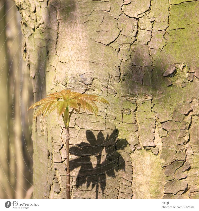 alter Baumstamm, an dem ein  junger Trieb mit Blättern Schatten wirft Umwelt Natur Pflanze Frühling Schönes Wetter Blatt Holz stehen Wachstum ästhetisch frisch