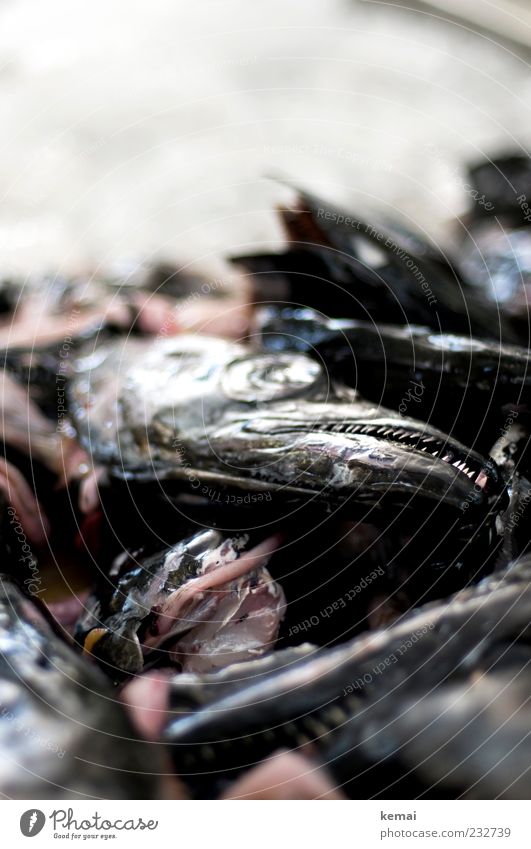 Zähne zeigen Lebensmittel Fisch Meeresfrüchte Tier Totes Tier Tiergesicht Auge Gebiss Degenfisch hässlich Rest Fischabfall Farbfoto Innenaufnahme Nahaufnahme