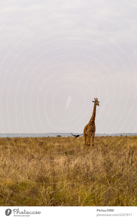 Giraffe isoliert in der Savanne Freude Ferien & Urlaub & Reisen Safari Sommer Sonne Menschengruppe Umwelt Natur Landschaft Tier Himmel Baum Gras Park stehen