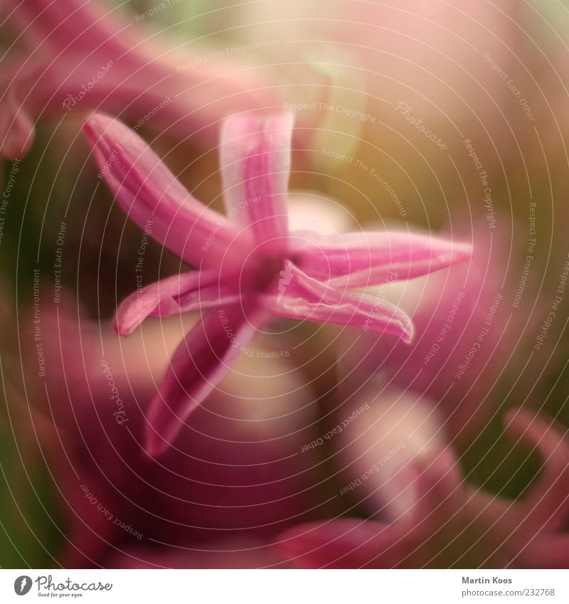 * Natur Pflanze Blume Blüte rosa ästhetisch Farbe Wachstum Stern (Symbol) Blühend Duft Dekoration & Verzierung Farbfoto mehrfarbig Innenaufnahme Detailaufnahme