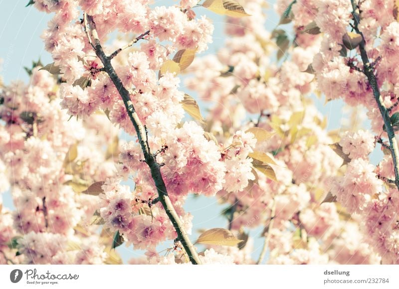 Mädchenfoto Pflanze Frühling Schönes Wetter Baum Blüte Kirschbaum Kirschblüten rosa weiß zart Farbfoto Außenaufnahme Nahaufnahme Menschenleer Tag Licht Schatten