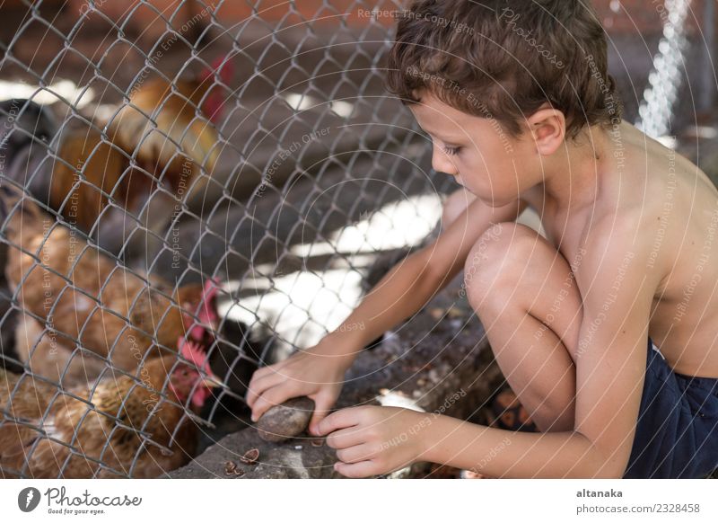 Kleiner Junge sitzt mit Bauernhühnern zusammen. Freude Glück schön Spielen Sommer Haus Kind Mensch Baby Mann Erwachsene Kindheit Natur Tier Haustier Vogel