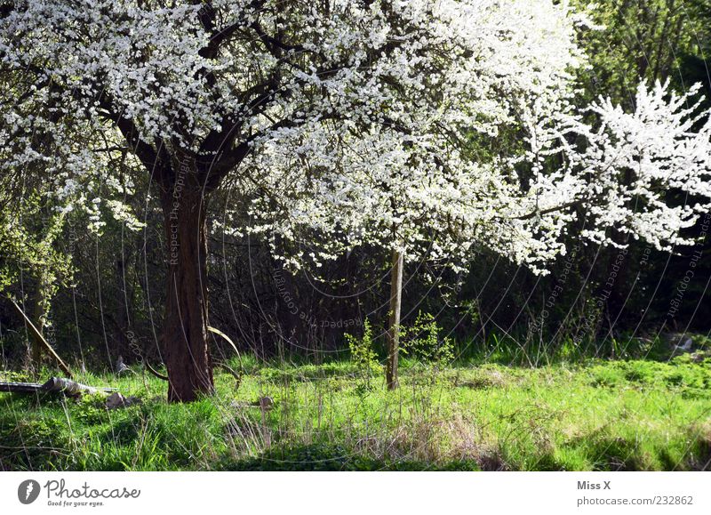 Blütenpracht Natur Pflanze Frühling Schönes Wetter Baum Gras Blatt Wiese Blühend Duft weiß Kirschbaum Apfelbaum Frühlingstag prächtig Farbfoto Außenaufnahme