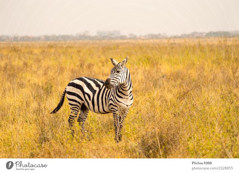Isoliertes Zebra in der Savanne Haut Ferien & Urlaub & Reisen Abenteuer Safari Menschengruppe Umwelt Natur Landschaft Tier Himmel Gras Park Straße Pferd