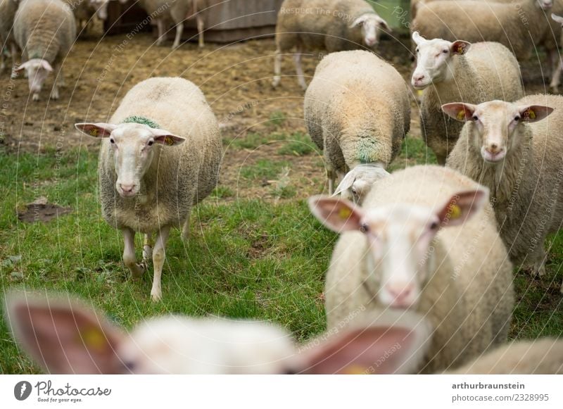 Schafe in der Herde auf der Wiese vor dem Stall Lebensmittel Fleisch Lammfleisch Schafstelze Schafskäse Ernährung Bioprodukte Gesunde Ernährung Landwirt