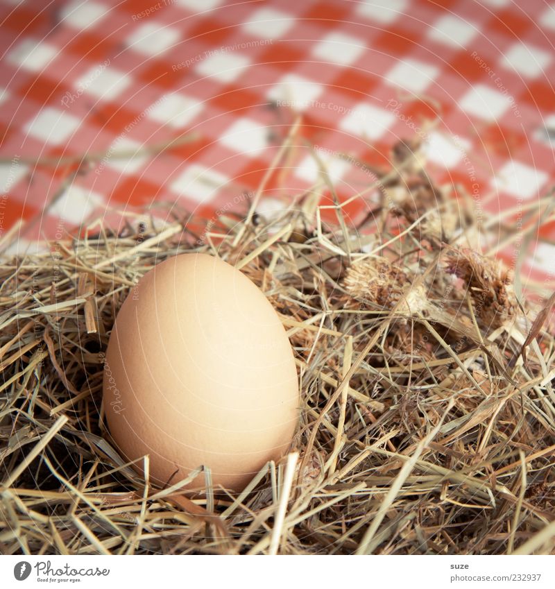 Landei Lebensmittel Ei Hühnerei Bioprodukte Vegetarische Ernährung Ostern warten Nest Stroh Heu Landleben frisch kariert Farbfoto mehrfarbig Innenaufnahme