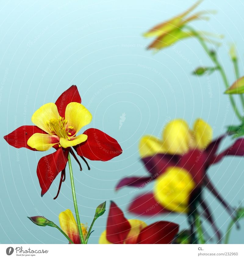 buntblumen Umwelt Natur Pflanze Frühling Sommer Schönes Wetter Blume Blatt Blüte Wildpflanze Garten Fröhlichkeit schön natürlich gelb rot Vergänglichkeit