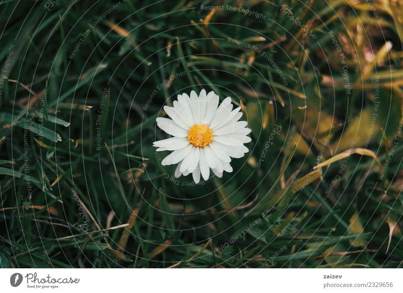 ein einzelnes Gänseblümchen von oben gesehen mit seiner weißen Blume. schön Sommer Garten Tapete Natur Pflanze Blatt Blüte Wildpflanze Park Wiese frisch