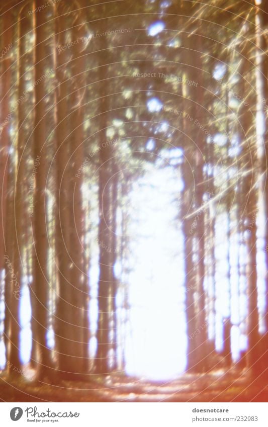 Lichter Nadelwald Natur Pflanze Wald Baum geheimnisvoll Unschärfe Fußweg Wege & Pfade karg Farbfoto Außenaufnahme Lomografie Menschenleer Tag