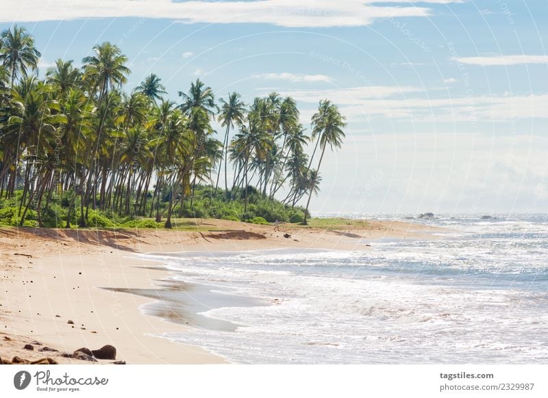 Sri Lanka, Rathgama - Schöner Naturstrand Asien Bucht Strand Schalter beruhigend Küste verträumt Horizont Idylle erleuchten Insel Landschaft Meer Palme