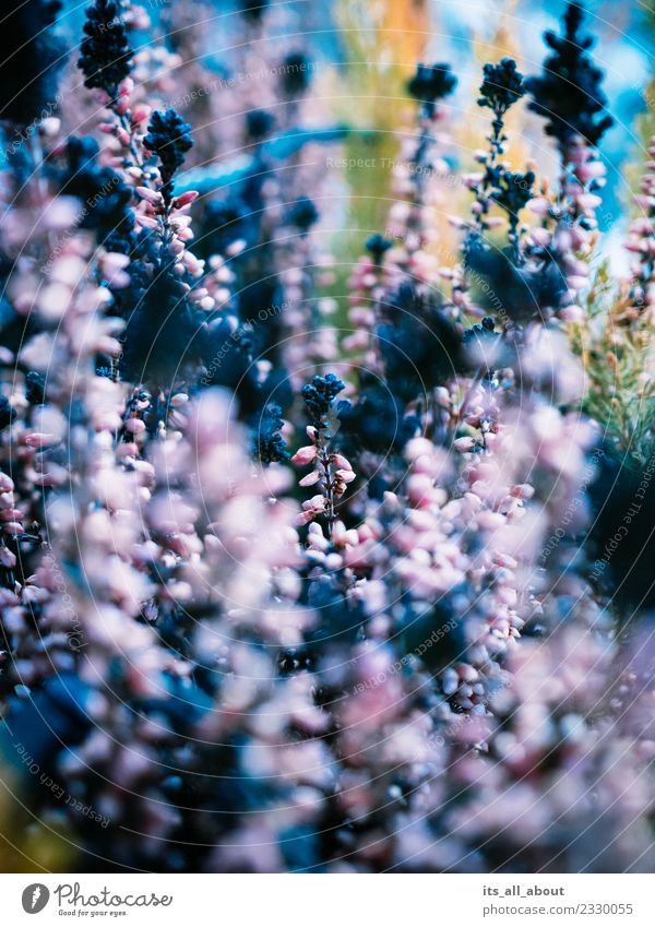 Winterblumen Natur Pflanze Bergheide kalt blau violett rosa Farbfoto Außenaufnahme Menschenleer Unschärfe Zentralperspektive