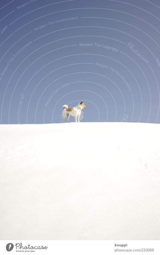 viel blau, viel weiss und ein kleines bisschen Hund Umwelt Natur Winter Schönes Wetter Schnee Tier Haustier Fell 1 Tierjunges beobachten stehen leuchten warten