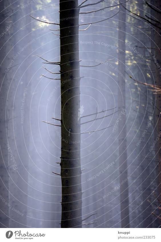 mitten im Nebel Umwelt Natur Pflanze Luft Sonnenlicht Schönes Wetter Baum Wald Holz Linie Wachstum alt dunkel blau braun schwarz ruhig Nebelstimmung Nebelwald