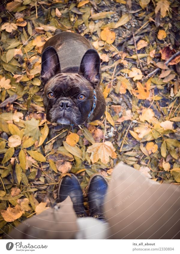 Barnie im Herbst Natur Tier Haustier Hund 1 braun Französische Bulldogge Frenchie Farbfoto Gedeckte Farben Außenaufnahme Vogelperspektive Tierporträt Blick